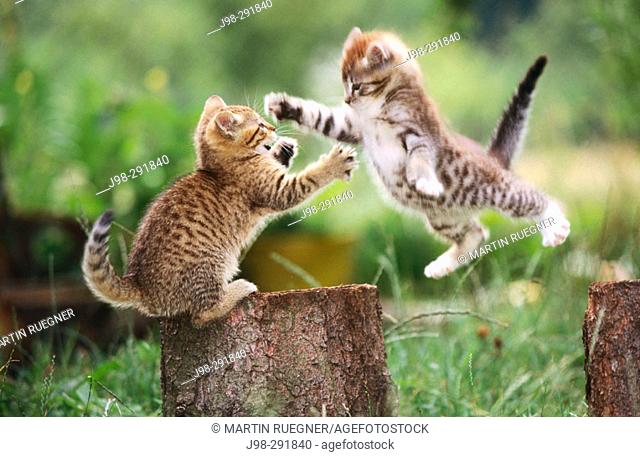 Domestic cats playing