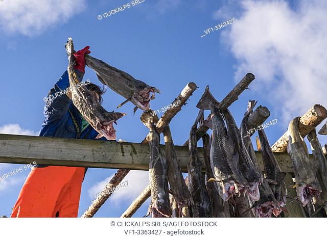 Worker hanging codfish on drying racks in winter. Reine, Nordland county, Northern Norway region, Norway