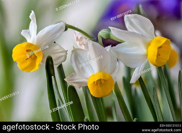 Narzissen: Narcissus tazetta, Narzissus tazetta, subsp. canaliculatus, Zwergnarzissen. Dwarf daffodils, Narcissus tazetta
