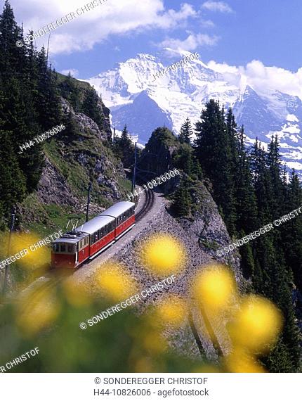 Schynige Platte, road, SPB, mountain road, road railway, rack railway, Jungfrau, flowers, mountains, Alps, scenery, la