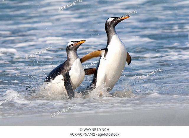 Gentoo penguins (Pygoscelis papua) returning from foraging at sea, Falkland Islands, Southern Atlantic ocean