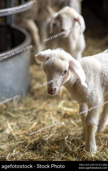 26 March 2021, Saxony-Anhalt, Zerbst: Easter lambs born in March 2021 stand in the barn of the Frischbier sheep farm. Farmer Rainer Frischbier breeds Merinoland...