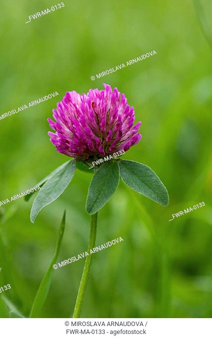 Trifolium pratense, Clover, Purple subject, Green background