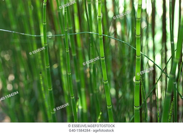 Bamboo (Poaceae)