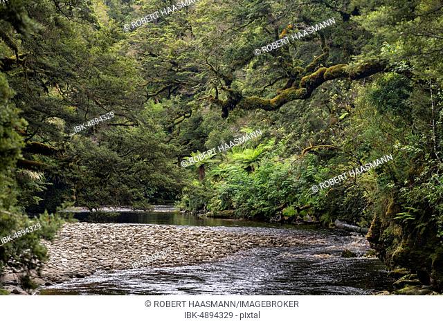 River flows through rainforest, Oparara River, Oparara Basin, Kahurangi National Park, Karamea, West Coast Region, South Island, New Zealand