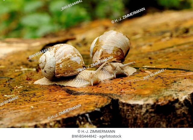 Roman snail, escargot, escargot snail, edible snail, apple snail, grapevine snail, vineyard snail, vine snail (Helix pomatia)