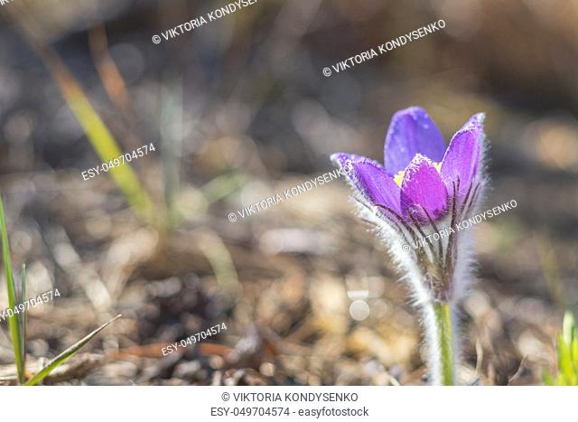 Beautiful spring violet flower eastern cutleaf anemone, pasque flower, prairie crocus whith drops of dew. Shallow depth of field. Copy space