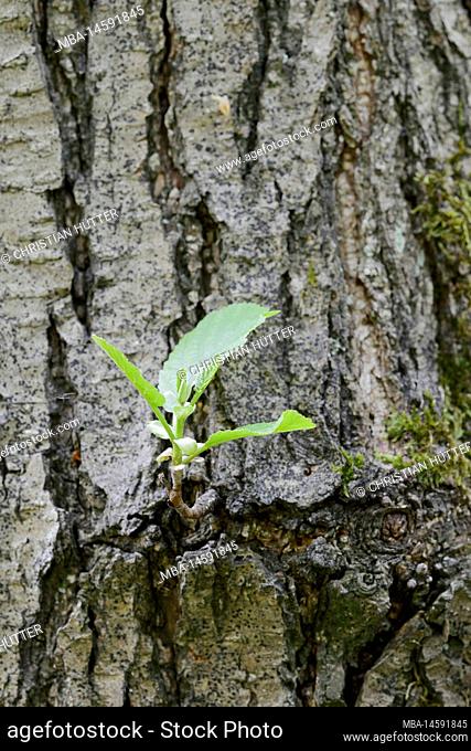 Gray alder (Alnus incana), bark and leaves, North Rhine-Westphalia, Germany