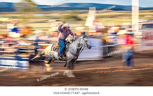 JULY 22, 2017 NORWOOD COLORADO - Cowboys ride and rope cattle during San Miguel Basin Rodeo, San Miguel County Fairgrounds