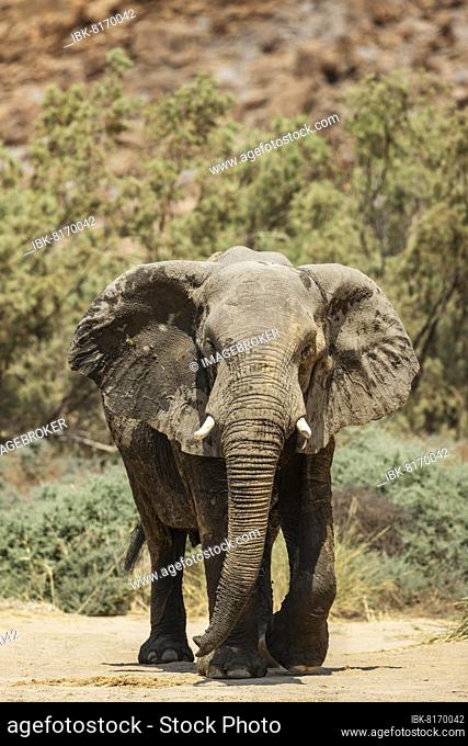 African Elephant (Loxodonta africana), so-called desert elephant, bull on his way to a waterhole, in the dry bed of the Ugab river, Damaraland, Namibia, Africa
