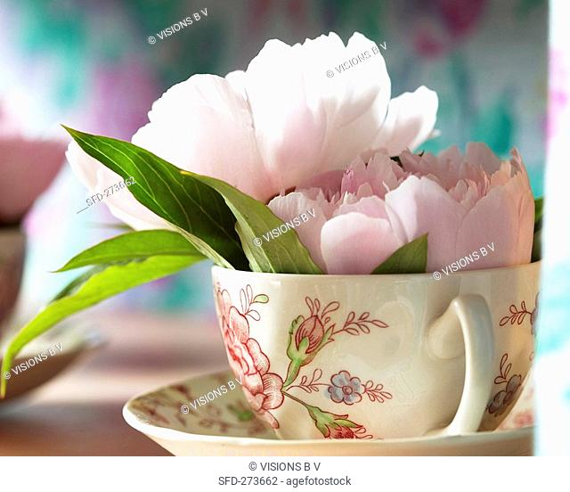 Peonies in cup and saucer