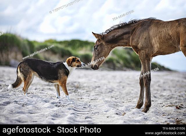 dog and foal