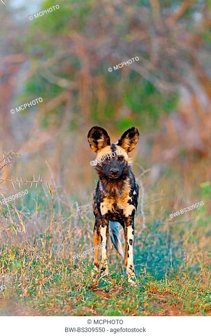 African wild dog (Lycaon pictus), standing in savanna, South Africa, Hluhluwe-Umfolozi National Park