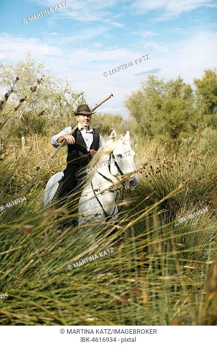 Gardian or traditional bull herder in typical working clothes galloping on a Camargue horse, Le Grau-du-Roi, Camargue, France