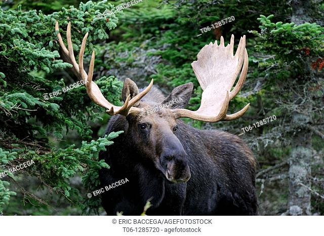 Bull moose portrait  Alces alces  Cap Breton Highlands National Park, Nova Scotia, Canada