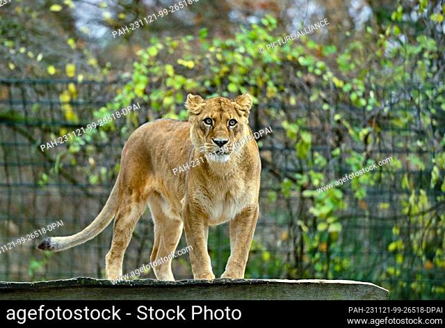 21 November 2023, Brandenburg, Eberswalde: A lioness stands in her enclosure at Eberswalde Zoo. After the sensational search for a supposed lioness in...