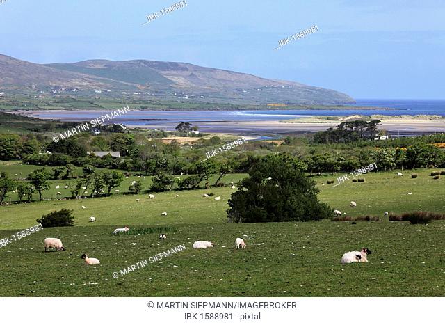 Sheep grazing on pasture, Brandon Bay, Dingle Peninsula, County Kerry, Ireland, British Isles, Europe