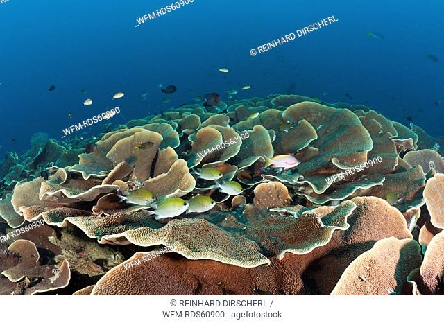 Lettuce Coral Reef, Turbinaria mesenterina, Raja Ampat, West Papua, Indonesia