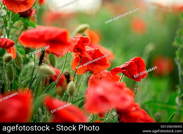 Large field with beautiful red poppies. Summer landscape with flowers. Red flowers. Red poppy buds. Meadow with poppy flowers. Poppy flower close-up