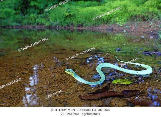 Bothriopsis bilineata. Green jararaca crossing a pond. Tree Viperid. Venomous Snake (solenoglyph) mostly nocturnal. Behaviour varies according to the specimen
