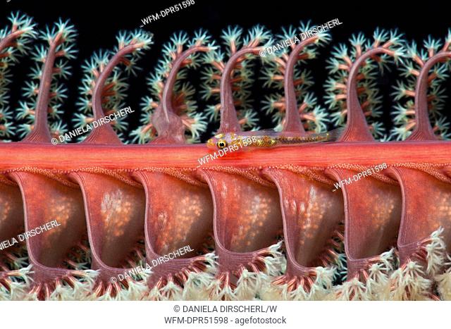 Goby inside Sea Pen, Bryaninops sp., Virgularia sp., Alam Batu, Bali, Indonesia