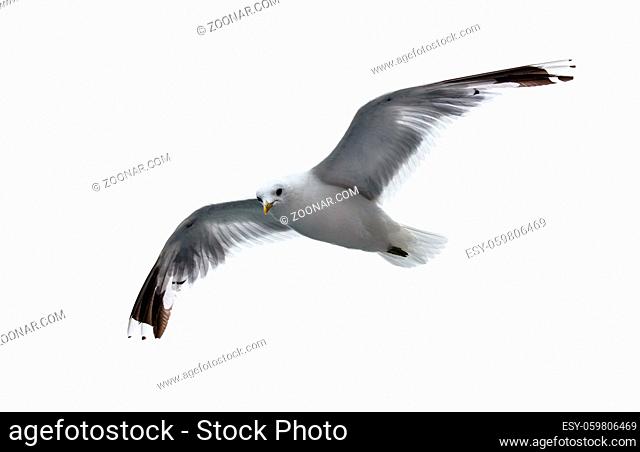 beautiful sea gull on white background