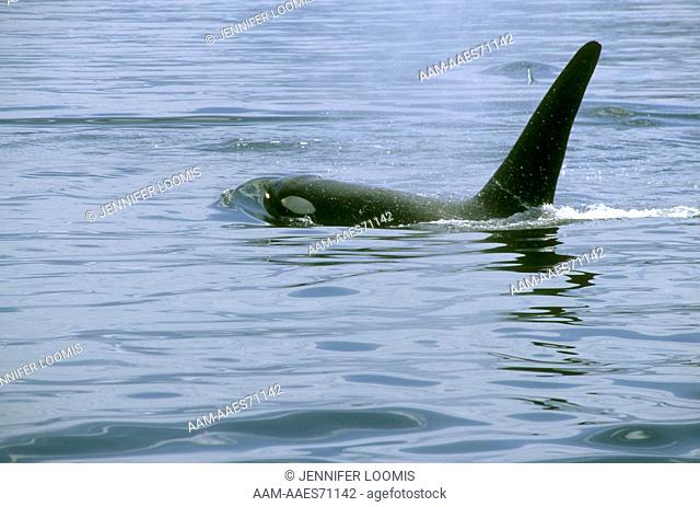 Killer Whale (Orcinus orca) Robson Bight, BC July