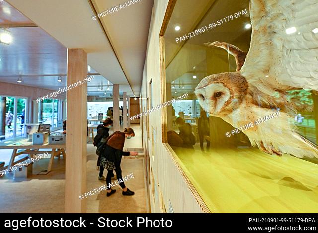01 September 2021, Brandenburg, Buckow: A specimen of a barn owl can be seen in the new permanent exhibition on the Märkische Schweiz Nature Park in the...