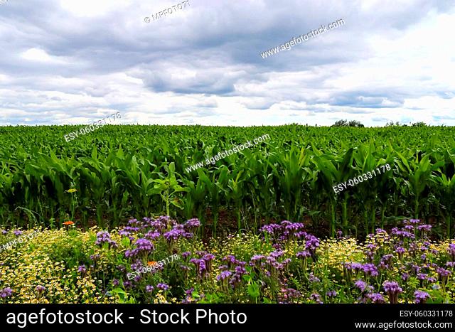Beautiful mixed flowers with lots of purple phacelia blossoms in front of a green crop field