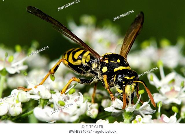 Paper wasp (Polistes gallicus, Polistes dominulus), front view, Germany