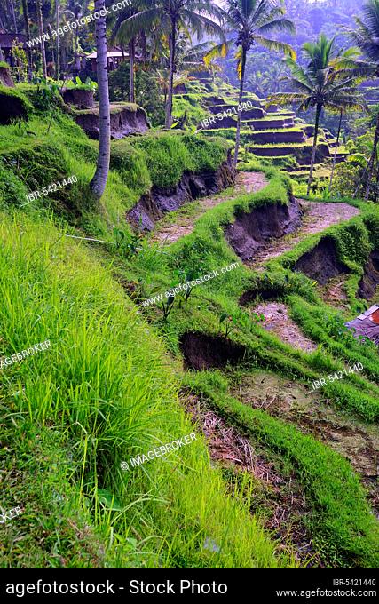 Rice terraces near Tegallalang, Bali, Indonesia, Asia