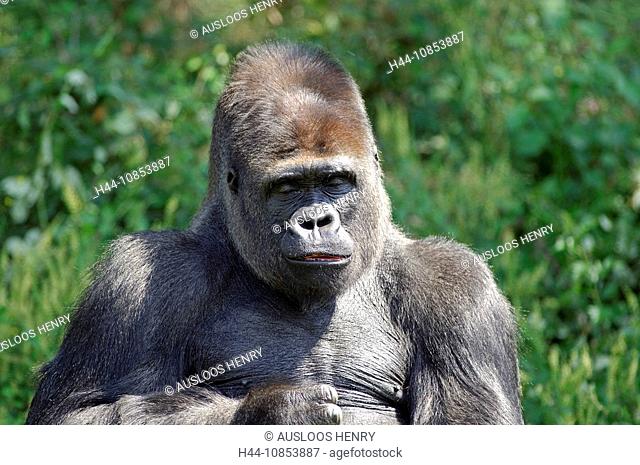 10853887, Gorilla, Gorilla gorilla, Animal, Animal