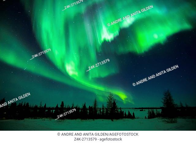 Nightsky lit up with aurora borealis, northern lights, wapusk national park, Manitoba, Canada