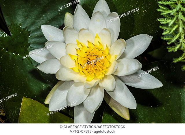 Water Lily (Nymphaea odorata) First Bloom of Spring. Morehead City, North Carolina, USA