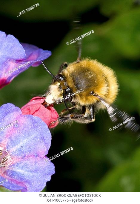 hairy footed flower bee Anthophora plumipes  Male, in flight approaching a pulmonaria flower  Males are brown
