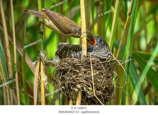 Eurasian cuckoo (Cuculus canorus), reed warbler feeding a 14 days old young cuckoo in the nest