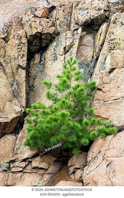 White pine (Pinus strobus), in rock outcrop. Killarney Provincial Park, Ontario