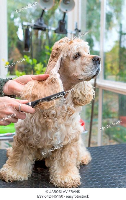 Combing the long ears of the American Cocker Spaniel in dog salon. Vertically