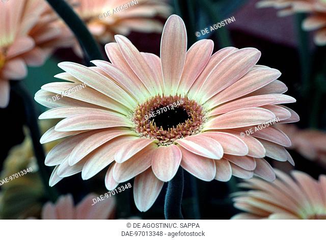 Gerbera or African Daisy (Gerbera Meritsa), Asteraceae