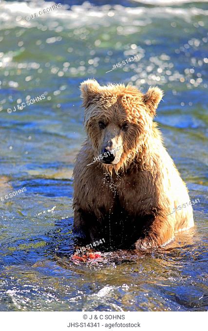 Grizzly Bear, (Ursus arctos horribilis), adult feeding in water, Brookes River, Katmai Nationalpark, Alaska, USA, North America