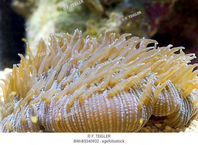 Mushroom Coral (Fungia spec.), side view