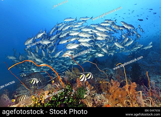 Coral reef with various soft corals (Octocorallia) and hard corals (Hexacorallia), Pennant coralfish (Heniochus acuminatus) and shoal Bigeye trevallies (Caranx...