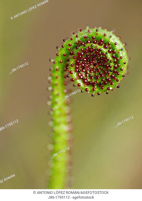 carnivorous plant Drosophyllum lusitanicum  Mediterranean region, Cadiz  Andalusia  Spain