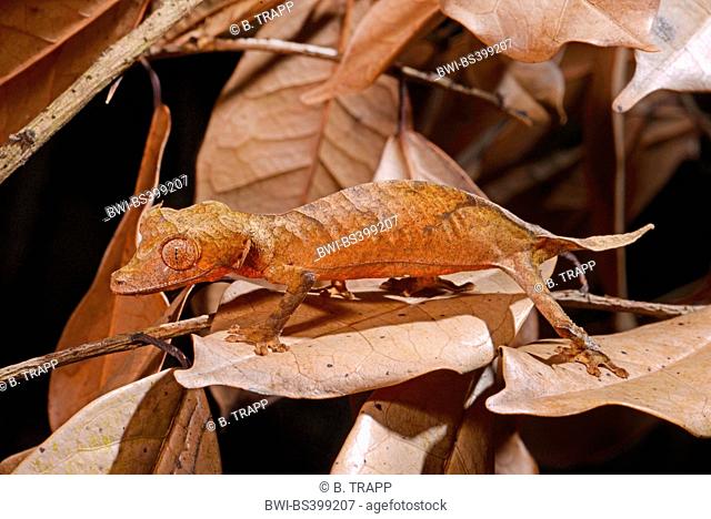 Spearpoint leaf-tail gecko (Uroplatus ebenaui), on a withered leaf, Madagascar, Nosy Be, Lokobe Reserva