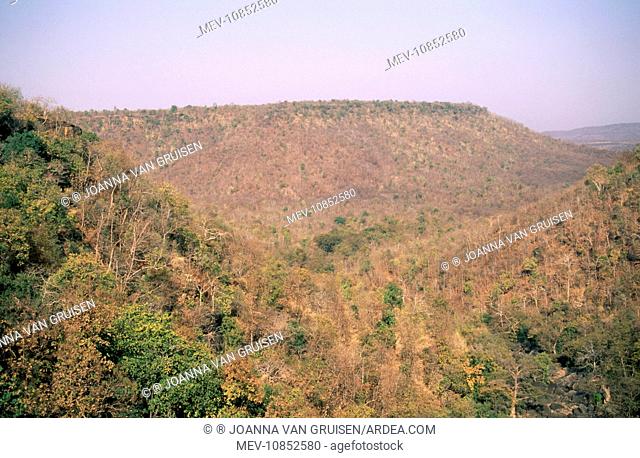 India - Winter / dry season. . Panna National Park, Dhundwa, India. Monsoon Deciduous Forest