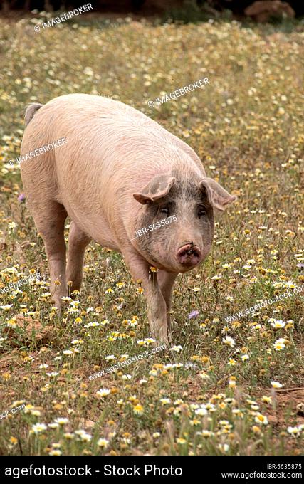 Ariany domestic pig Majorca, Balearic Islands, Spain, Europe