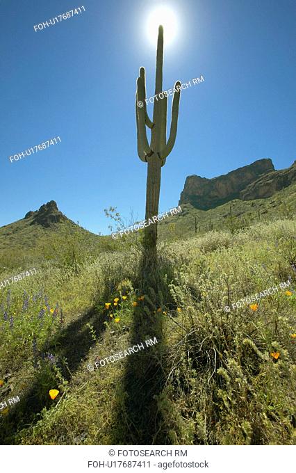 View towards sun of a saguaro cactus