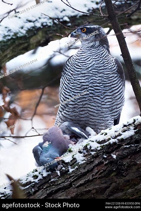 03 December 2022, Berlin: 03.12.2022, Berlin. A goshawk (Accipiter gentilis) has struck a wood pigeon (Columba palumbus) on a gray
