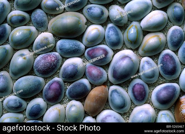 Kauri shells