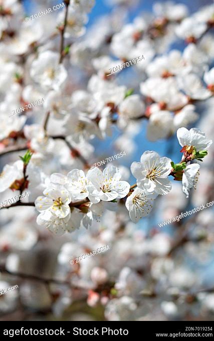 Branches of blossoming tree with white flowers against the sky